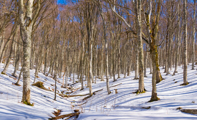 calm forest glade covered by snow at the bright winter day, beautiful outdoor seasonal scene