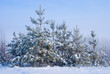 © Yuriy Kulik - wide winter snowbound fir tree forest at the bright cold day