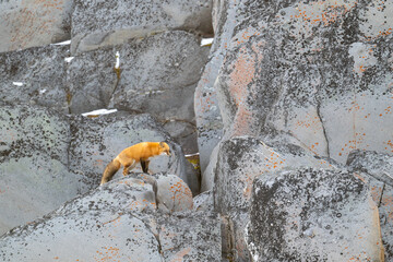 Wall Mural - Red fox on the rocks near the shore of Hudson Bay