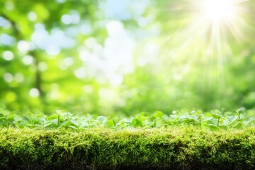 Poster - Lush green moss and plants with sunny bokeh background.
