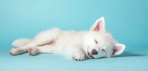 Wall Mural - Adorable white puppy sleeping peacefully on a light blue background. (1)