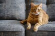 © VolumeThings - Clawed ginger cat lounges on gray sofa