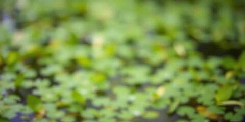 Wall Mural - Blurred serene natural background featuring water and plants, aquatic, plants