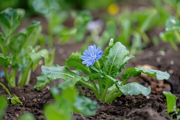 Common chicory grown in garden used in mixed salad and Mediterranean cuisine