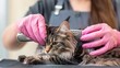 © Svyatoslav Lypynskyy - An expert groomer carefully combs a long haired cat in a cozy salon showcasing a gentle technique and a vibrant atmosphere filled with soft lighting and artistic flair.