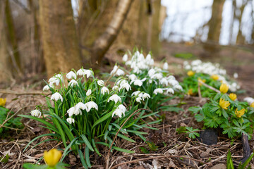 Wall Mural - Closeup, flowers and blossom for growth, environment and green grass or lawn outdoor. Botany background, snowdrops and leaves in park or floral backyard for springtime nature morning and bloom