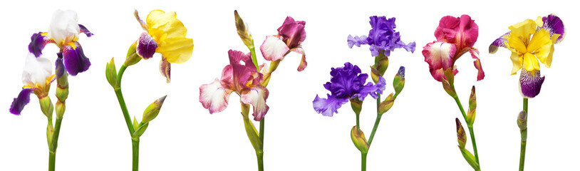 Wall Mural - Collection of multicolored irises flowers isolated on white background. Flat lay, top view. Object, studio, floral pattern