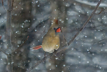 Wall Mural - red cardinal in winter