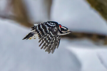 Wall Mural - Downy Woodpecker flying