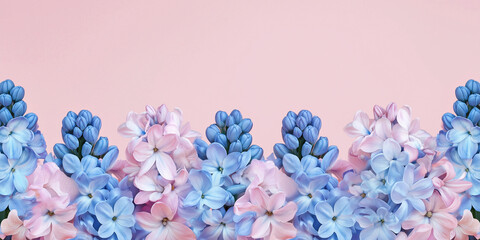 Wall Mural - Hyacinths flowers blooming in spring,banner, isolated. Hyacinths flowers blooming in spring,banner,border,panrama, isolated 