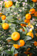 Wall Mural - close up botanical background of ripened tangerine oranges in a garden