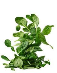 Wall Mural - falling chopped spinach isolated on white background with full depth of field showcasing rich leafy 