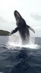 Poster - In an awe-inspiring display of power and agility, a giant whale breaches the surface of the sea, cascading water droplets in the air