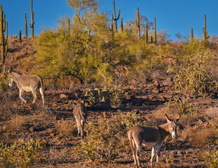 wild donkeys at sunset