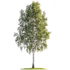 A single birch tree stands tall against a white background