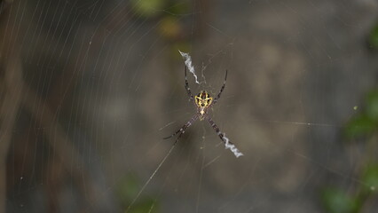 spider on web
