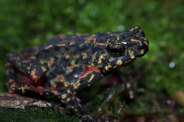 Wall Mural - Female Bleeding toad or Leptophryne cruentata closeup on moss, Leptophryne cruentata closeup on isolated background, Indonesian toad, Bleeding toad