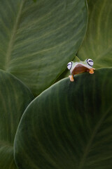 Wall Mural - tree frog on leaf, gliding frog (rhacophorus reinwardtii) sitting on branch, javan tree frog on bran