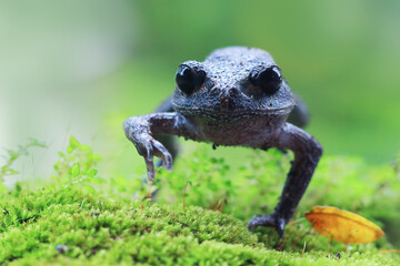 Wall Mural - leptobrachium hasseltii (hasselt's toad or java spadefoot toad) on moss, hasselt's litter frog tschu