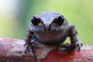 Wall Mural - leptobrachium hasseltii (hasselt's toad or java spadefoot toad) on leaves, hasselt's litter frog tsc