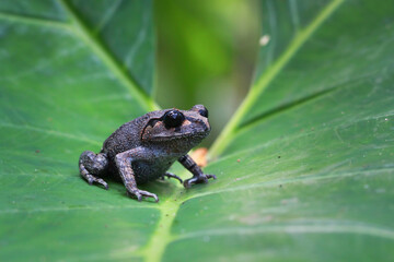Wall Mural - leptobrachium hasseltii (hasselt's toad or java spadefoot toad) on leaves, hasselt's litter frog tsc