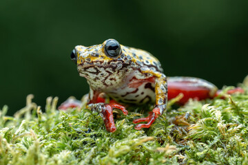Wall Mural - painted reed frog (hyperolius marmoratus) closeup on moss, common reed frog on moss