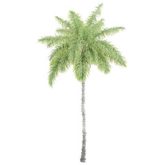 collection of Queen Palm plant isolated on transparent Canvas