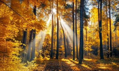 Wall Mural - sunlight filtering through dense autumn forest, illuminating golden leaves and tall trees