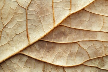 Sticker - Intricate Network of Veins on a Dried Leaf