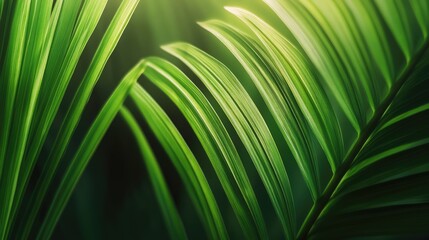 Poster - Closeup of vibrant green plant leaves illuminated by sunlight against a soft blurred background creating a serene natural atmosphere