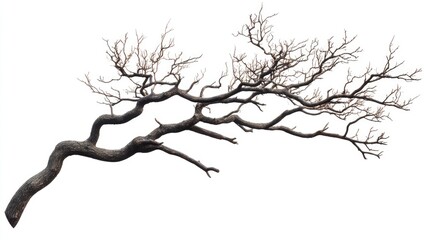 Poster - bare tree branch isolated on a white background showcasing intricate twigs and organic texture for natural or artistic design projects