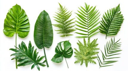 Poster - Tropical green fern leaves arranged artistically on a white background showcasing natural beauty and botanical diversity