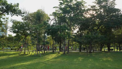 Wall Mural - Tropical green tree forest public park morning sun light nature background