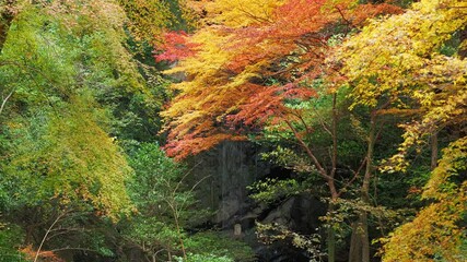 Wall Mural - Autumn mountains, colorful maples and waterfalls, Japanese landscape