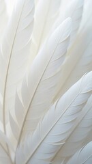 Poster - A close up of white feathers