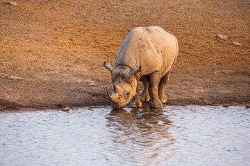 Wall Mural - black rhinoceros (diceros bicornis) drinking from a well in evening light, etosha national park nami