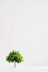 Poster - Lush green tree brings a touch of nature to a bright, minimalistic space, creating a calming atmosphere for relaxation