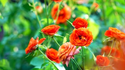 Wall Mural - A beautiful  rose in full bloom, surrounded by blurred greenery. The delicately layered petals reveal bright, warm colors, with natural gradations.