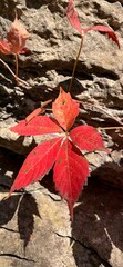 Sticker - Red autumn leaf close-up