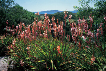 Wall Mural - Watsonia Tresco Hybrid