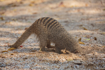 Wall Mural - banded mongoose (mungos mungo) digging a hole in search of food