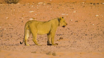 Wall Mural - young male lion (panthera leo) walking at a relaxed pace on a sandy area in the semi desert of etosh