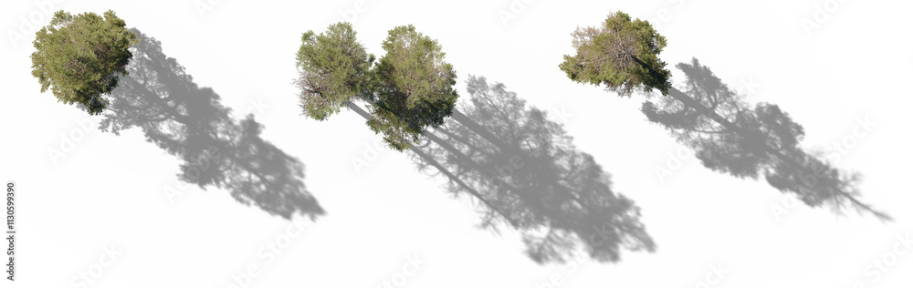Masterplan view Pinus sylvestris Scotch pine big tall tree isolated png ...