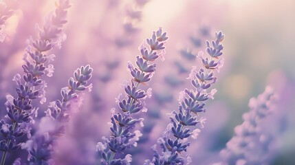 Wall Mural - Close-up shot of lavender flowers in a field.