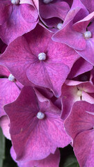 Wall Mural - A close-up of a stunning hydrangea cluster showcasing its delicate purple petals.