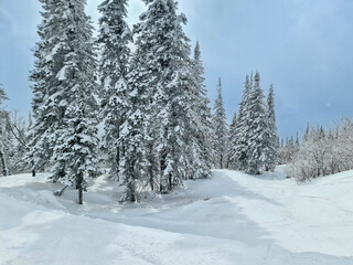 Wall Mural - Snowy winter in the ski resort of Sheregesh in Siberia, Russia.