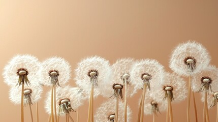 Aufkleber - In a tranquil setting, soft dandelion puffballs stand elegantly against a warm mocha mousse background, capturing the essence of nature's delicate charm during golden hour