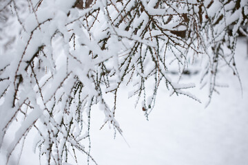 Wall Mural - bare trees covered with snow on natural white blurred background in early winter twilight