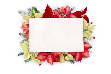 Wall Mural - christmas decoration. flowers of poinsettia, branch christmas tree, red and white berries with paper