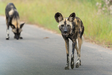 Wall Mural - african wild dog playing, running and searching for food, in the kruger national park in south afric